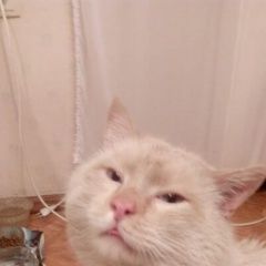 Подробнее об объявлении «Калининград (Кенигсберг) Пропал кот, домашний. любимый» Фото: пропала кошка  «Калининград (Кенигсберг) Пропал кот, домашний....» в г. Калининград (Кенигсберг)