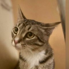 Подробнее об объявлении «Пропал кот полосатый Москва» Фото: пропала кошка  «Пропал кот полосатый Москва» в г. Москва