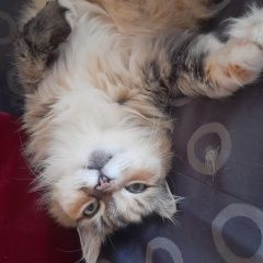 Подробнее об объявлении «Луганск Пропала кошка» Фото: пропала кошка  «Луганск Пропала кошка» в г. Луганск