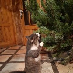 Подробнее об объявлении «Геленджик Пропал кот» Фото: пропала кошка  «Геленджик Пропал кот» в г. Геленджик