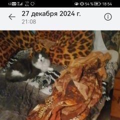 Подробнее об объявлении «Пропала кошка за вознаграждение Магадан» Фото: пропала кошка  «Пропала кошка за вознаграждение Магадан» в г. Магадан