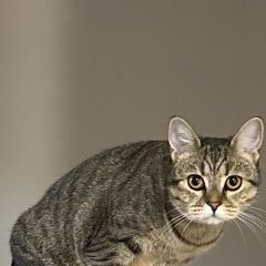 Подробнее об объявлении «Пропала кошка Новокузнецк» Фото: пропала кошка  «Пропала кошка Новокузнецк» в г. Новокузнецк