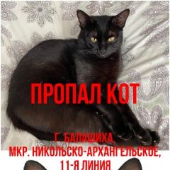 Подробнее об объявлении «Пропал кот черный кот Балашиха» Фото: пропала кошка  «Пропал кот черный кот Балашиха» в г. Балашиха