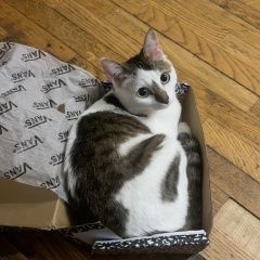 Подробнее об объявлении «Иркутск Пропал кот клаус, 1, 5 годика, очень добрый» Фото: пропала кошка  «Иркутск Пропал кот клаус, 1, 5 годика, очень...» в г. Иркутск