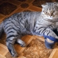 Подробнее об объявлении «Пропал кот Оренбург» Фото: пропала кошка  «Пропал кот Оренбург» в г. Оренбург