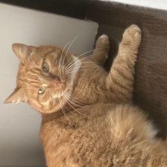 Подробнее об объявлении «Красноярск Пропал кот» Фото: пропала кошка  «Красноярск Пропал кот» в г. Красноярск