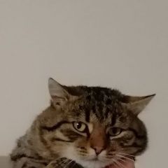 Подробнее об объявлении «Пропал кот. село. просьба откли Семилуки» Фото: пропала кошка  «Пропал кот. село. просьба откли Семилуки» в г. Семилуки