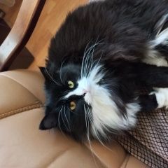 Подробнее об объявлении «Пропал кот Оренбург» Фото: пропала кошка  «Пропал кот Оренбург» в г. Оренбург