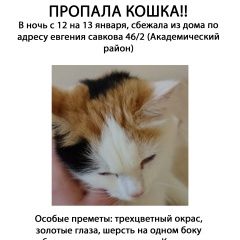 Подробнее об объявлении «Пропала кошка Екатеринбург» Фото: пропала кошка  «Пропала кошка Екатеринбург» в г. Екатеринбург