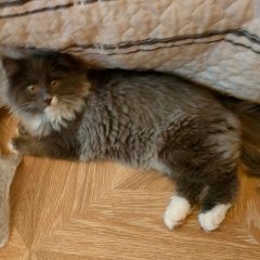Подробнее об объявлении «Пропала кошка кот Удельная» Фото: пропала кошка  «Пропала кошка кот Удельная» в г. Удельная