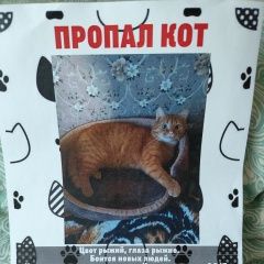 Подробнее об объявлении «Пропал кот Санкт-Петербург» Фото: пропала кошка  «Пропал кот Санкт-Петербург» в г. Санкт-Петербург