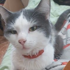 Подробнее об объявлении «Пропал кот Ставрополь» Фото: пропала кошка  «Пропал кот Ставрополь» в г. Ставрополь