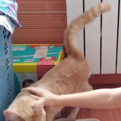 Подробнее об объявлении «Пропал котик Уфа» Фото: пропала кошка  «Пропал котик Уфа» в г. Уфа