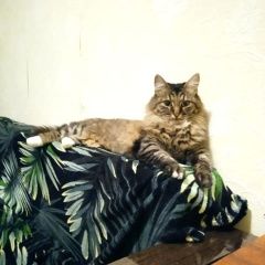 Подробнее об объявлении «Пропал кот тиша Тверь» Фото: пропала кошка  «Пропал кот тиша Тверь» в г. Тверь