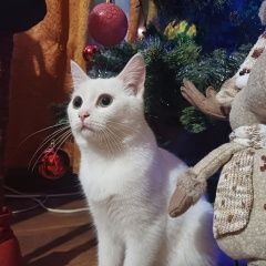 Подробнее об объявлении «Луганск Пропал кот район 33 школы» Фото: пропала кошка Тайская кошка «Луганск Пропал кот район 33 школы» в г. Луганск