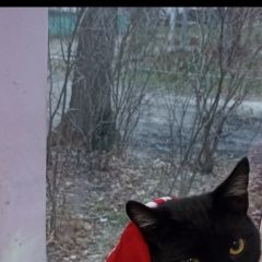 Подробнее об объявлении «Ковров Пропал кот» Фото: пропала кошка  «Ковров Пропал кот» в г. Ковров