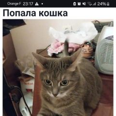 Подробнее об объявлении «Дубна Пропала кошка» Фото: пропала кошка  «Дубна Пропала кошка» в г. Дубна