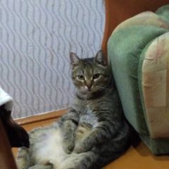 Подробнее об объявлении «Пропал кот, 6 лет Рубцовск» Фото: пропала кошка  «Пропал кот, 6 лет Рубцовск» в г. Рубцовск