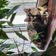 Подробнее об объявлении «Пропала кошка Домодедово» Фото: пропала кошка  «Пропала кошка Домодедово» в г. Домодедово