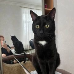 Подробнее об объявлении «Пропал кот Сочи» Фото: пропала кошка  «Пропал кот Сочи» в г. Сочи
