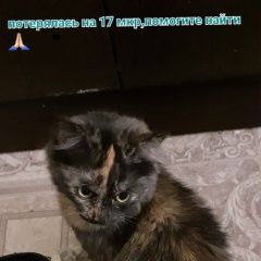 Подробнее об объявлении «Пропала кошка Рославль» Фото: пропала кошка  «Пропала кошка Рославль» в г. Рославль