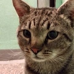 Подробнее об объявлении «Подольск Пропал кот» Фото: пропала кошка  «Подольск Пропал кот» в г. Подольск