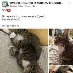 Подробнее об объявлении «Пропал кот Кишинев» Фото: пропала кошка  «Пропал кот Кишинев» в г. Кишинев
