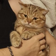 Подробнее об объявлении «Пропал кот Оренбург» Фото: пропала кошка  «Пропал кот Оренбург» в г. Оренбург