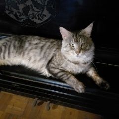 Подробнее об объявлении «Ковров Пропал кот» Фото: пропала кошка Мейн-кун «Ковров Пропал кот» в г. Ковров