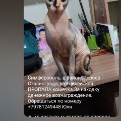 Подробнее об объявлении «Пропала кошка помогите найти кошечку Симферополь» Фото: пропала кошка Донской сфинкс «Пропала кошка помогите найти кошечку Симферополь» в г. Симферополь