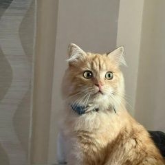 Подробнее об объявлении «Конаково Пропал кот вознаграждение 15000» Фото: пропала кошка  «Конаково Пропал кот вознаграждение 15000» в г. Конаково