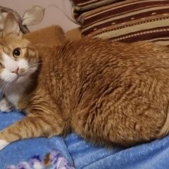 Подробнее об объявлении «Курск Пропал кот» Фото: пропала кошка  «Курск Пропал кот» в г. Курск