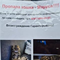 Подробнее об объявлении «Пропала кошка Волжский (Волгоградская обл.)» Фото: пропала кошка Экзотическая короткошерстная «Пропала кошка Волжский (Волгоградская обл.)» в г. Волжский (Волгоградская обл.)