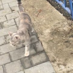 Подробнее об объявлении «Пропала кошка Сочи» Фото: пропала кошка  «Пропала кошка Сочи» в г. Сочи