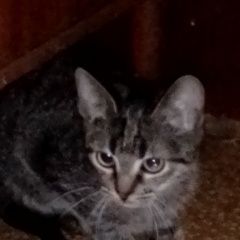 Подробнее об объявлении «Луганск Пропал кот центр а, кот матвейка» Фото: пропала кошка  «Луганск Пропал кот центр а, кот матвейка» в г. Луганск