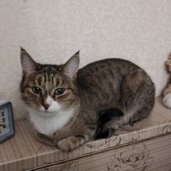Подробнее об объявлении «Пропала кошка 8лет, кличка пулька. вчера Долгопрудный» Фото: пропала кошка  «Пропала кошка 8лет, кличка пулька. вчера...» в г. Долгопрудный