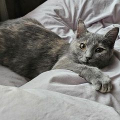 Подробнее об объявлении «Пропала кошка Москва» Фото: пропала кошка  «Пропала кошка Москва» в г. Москва
