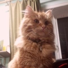 Подробнее об объявлении «Пропал кот Краснодар» Фото: пропала кошка  «Пропал кот Краснодар» в г. Краснодар