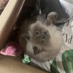 Подробнее об объявлении «Ковров Пропала кошка» Фото: пропала кошка  «Ковров Пропала кошка» в г. Ковров