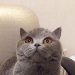 Подробнее об объявлении «Пропала кошка серо-голубая Москва» Фото: пропала кошка  «Пропала кошка серо-голубая Москва» в г. Москва