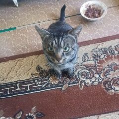 Подробнее об объявлении «Пропал кот Ставрополь» Фото: пропала кошка  «Пропал кот Ставрополь» в г. Ставрополь