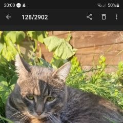 Подробнее об объявлении «Пропал кот Березовский (Свердловская обл.)» Фото: пропала кошка  «Пропал кот Березовский (Свердловская обл.)» в г. Березовский (Свердловская обл.)