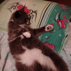 Подробнее об объявлении «Чехов Пропала кошка 3 недели ищу(» Фото: пропала кошка  «Чехов Пропала кошка 3 недели ищу(» в г. Чехов