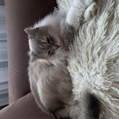 Подробнее об объявлении «Тейково Пропал кот» Фото: пропала кошка Невская маскарадная «Тейково Пропал кот» в г. Тейково