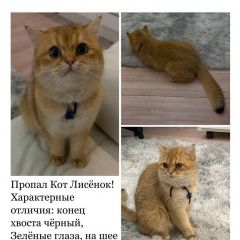 Подробнее об объявлении «Адлер Пропал кот лисёнок» Фото: пропала кошка Британская длинношерстная кошка «Адлер Пропал кот лисёнок» в г. Адлер