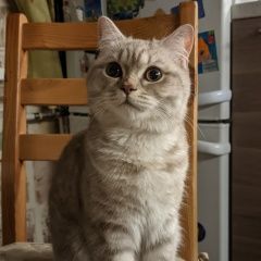 Подробнее об объявлении «Санкт-Петербург Пропала кошка» Фото: пропала кошка  «Санкт-Петербург Пропала кошка» в г. Санкт-Петербург