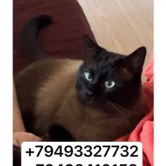 Подробнее об объявлении «Донецк (ДНР) Пропал кот» Фото: пропала кошка Сиамская кошка «Донецк (ДНР) Пропал кот» в г. Донецк (ДНР)