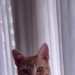 Подробнее об объявлении «Пропал котик-подросток левушк Сочи» Фото: пропала кошка  «Пропал котик-подросток левушк Сочи» в г. Сочи