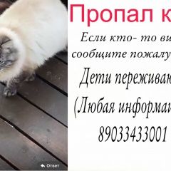 Подробнее об объявлении «Пропал кот, район успенка-айша Зеленодольск» Фото: пропала кошка  «Пропал кот, район успенка-айша Зеленодольск» в г. Зеленодольск