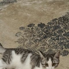 Подробнее об объявлении «Ессентуки Пропала кошка» Фото: пропала кошка  «Ессентуки Пропала кошка» в г. Ессентуки